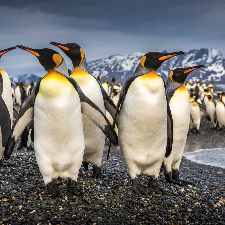 South Georgia's breathtaking scenery and huge numbers of wildlife make it a 'must see' | Richard I'Anson