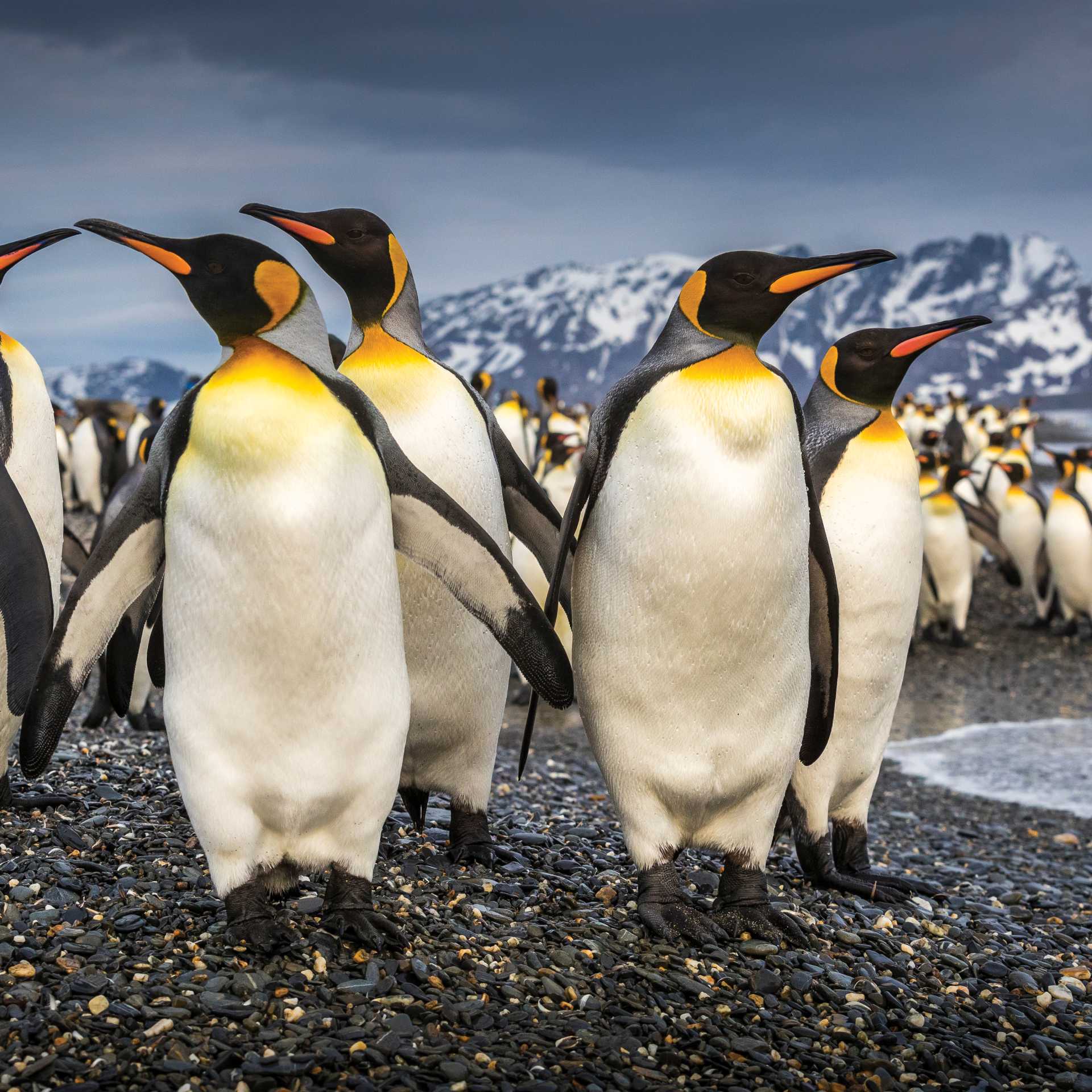 South Georgia's breathtaking scenery and huge numbers of wildlife make it a 'must see' | Richard I'Anson