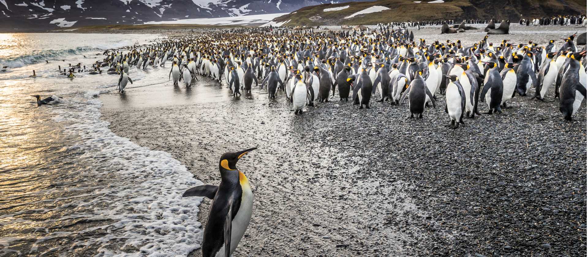 South Georgia's breathtaking scenery and huge numbers of wildlife make it a 'must see' | Richard I'Anson