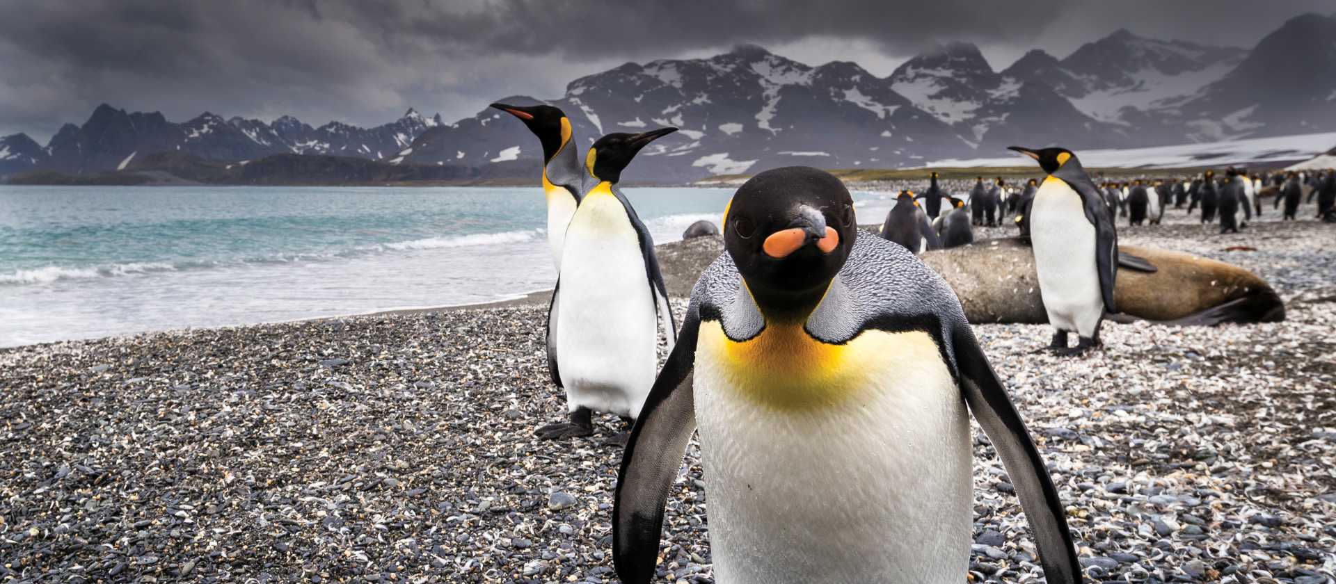 A curious King Penguin comes in for a closer inspection on South Georgia | Richard I'Anson