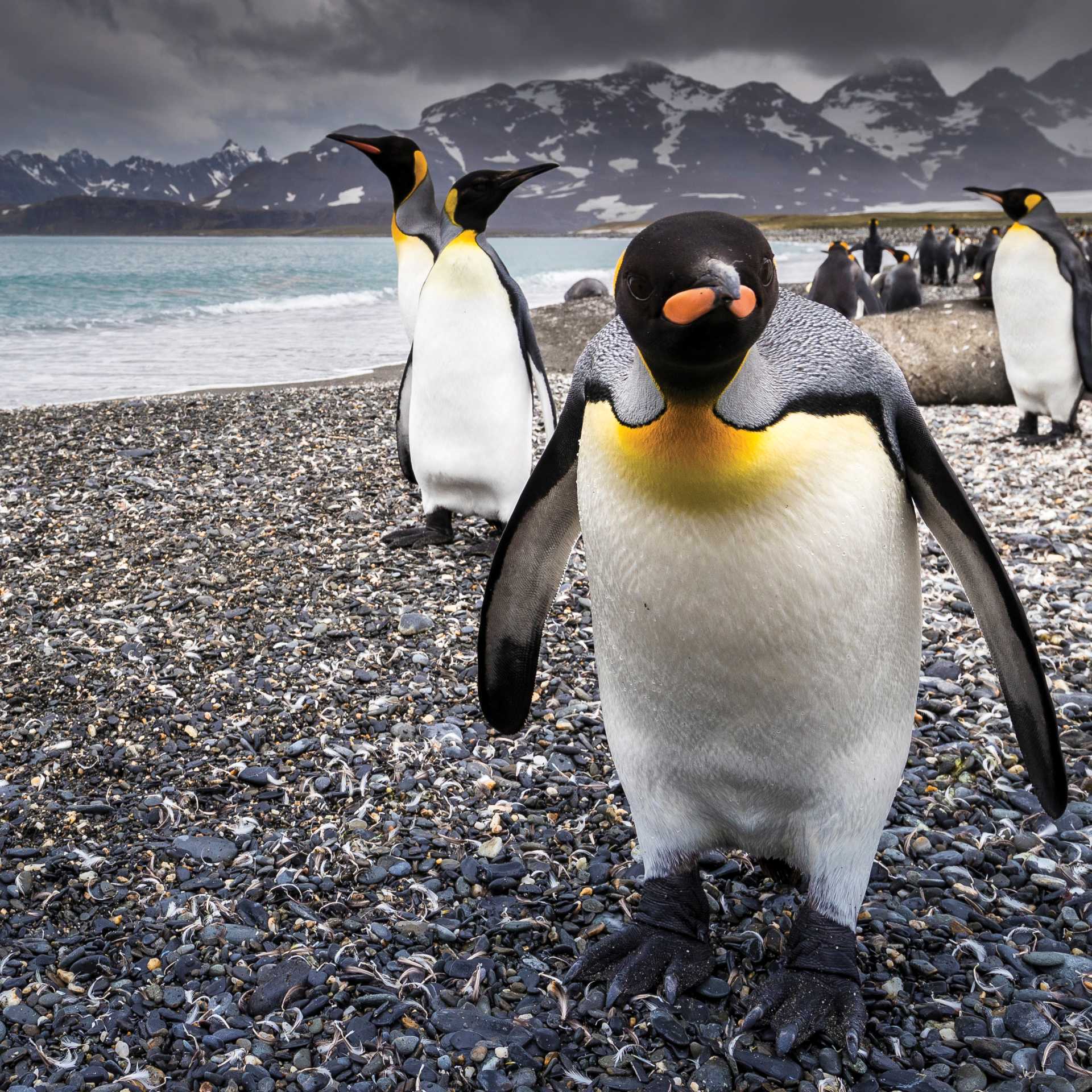 A curious King Penguin comes in for a closer inspection on South Georgia | Richard I'Anson