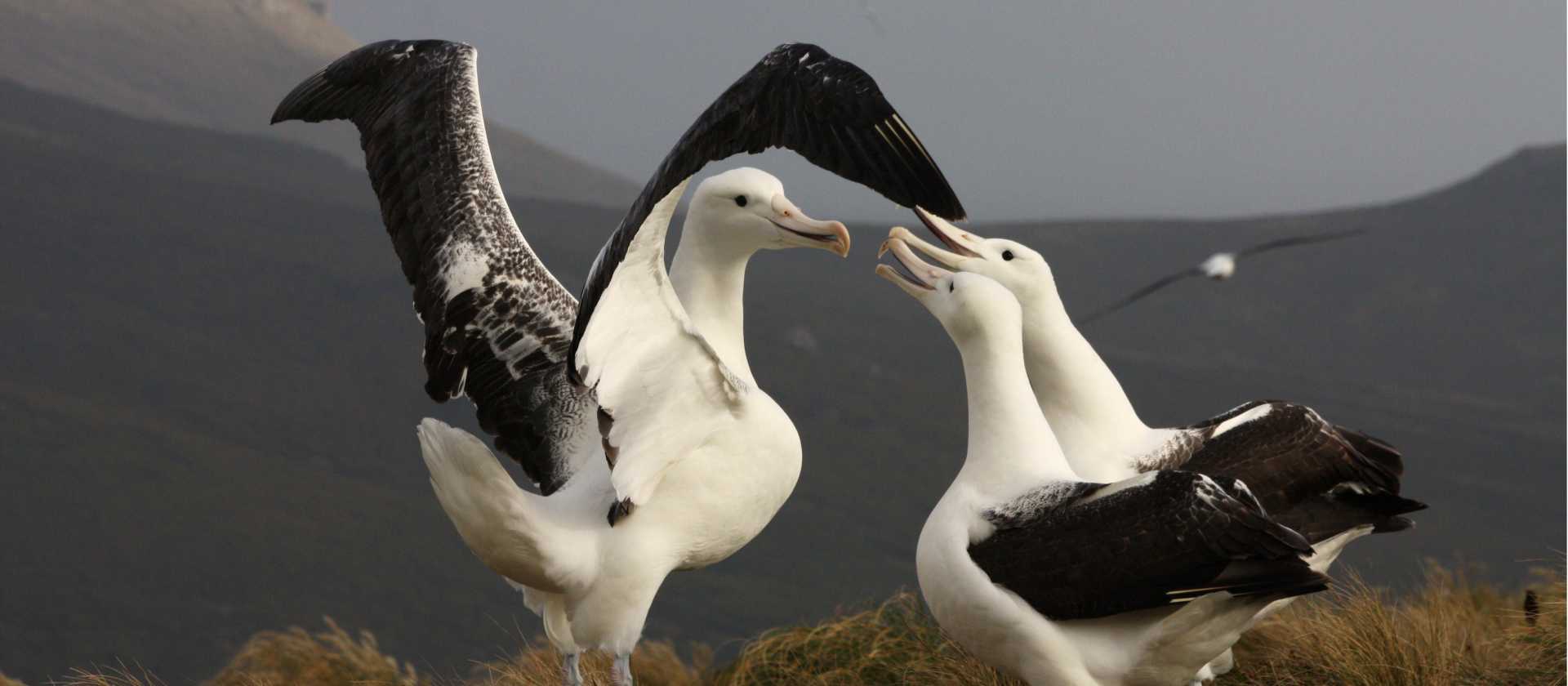 Southern Royal Albatross, Campbell Island | T Bickford