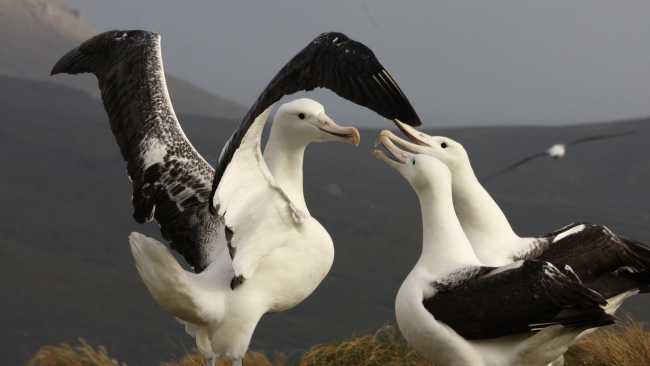 Southern Royal Albatross, Campbell Island | T Bickford