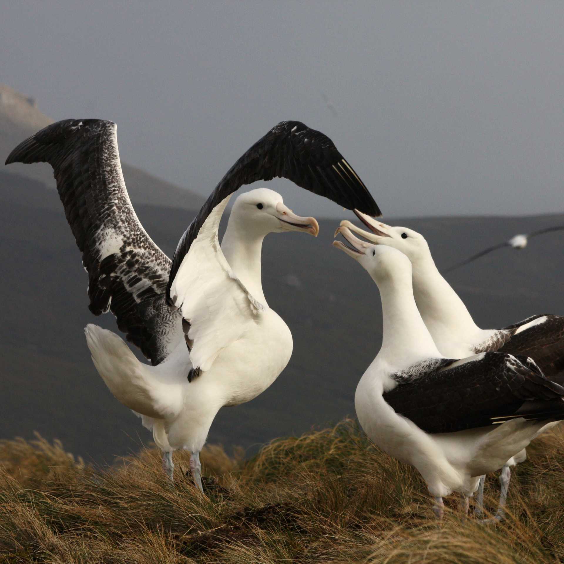 Southern Royal Albatross, Campbell Island | T Bickford