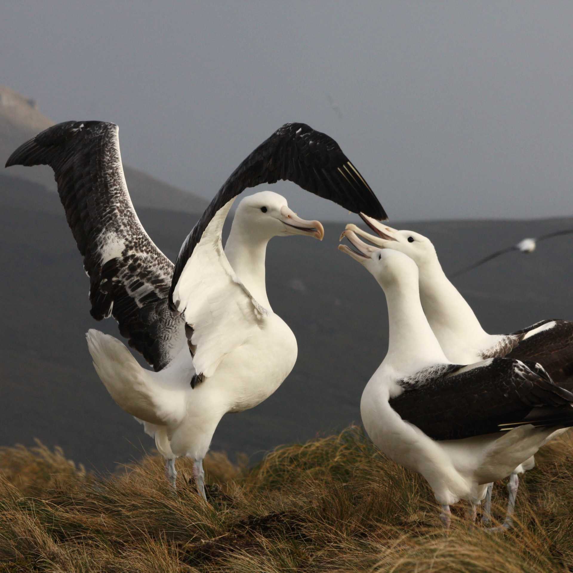 Southern Royal Albatross, Campbell Island | T Bickford