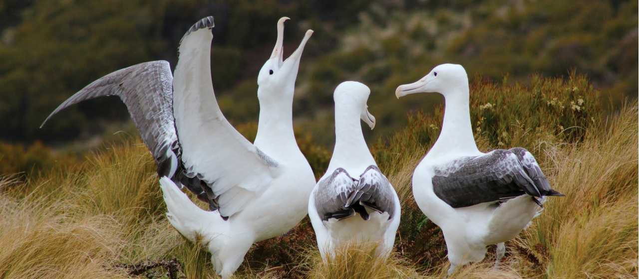 Juvenile male Southern Royal Albatross practice their mating songs.