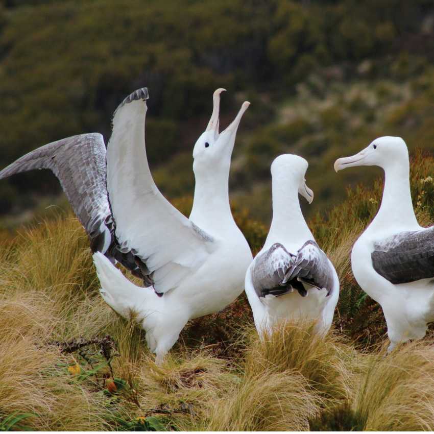 Juvenile male Southern Royal Albatross practice their mating songs.