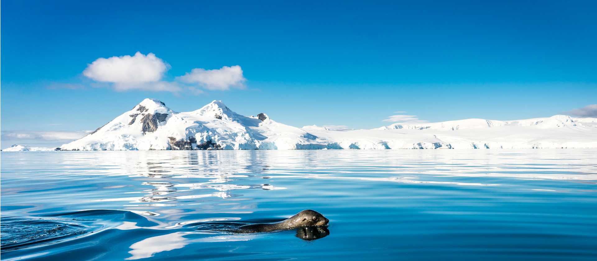 A fur seal navigates it's way gracefully across the cool Antarctic waters | Dietmar Denger