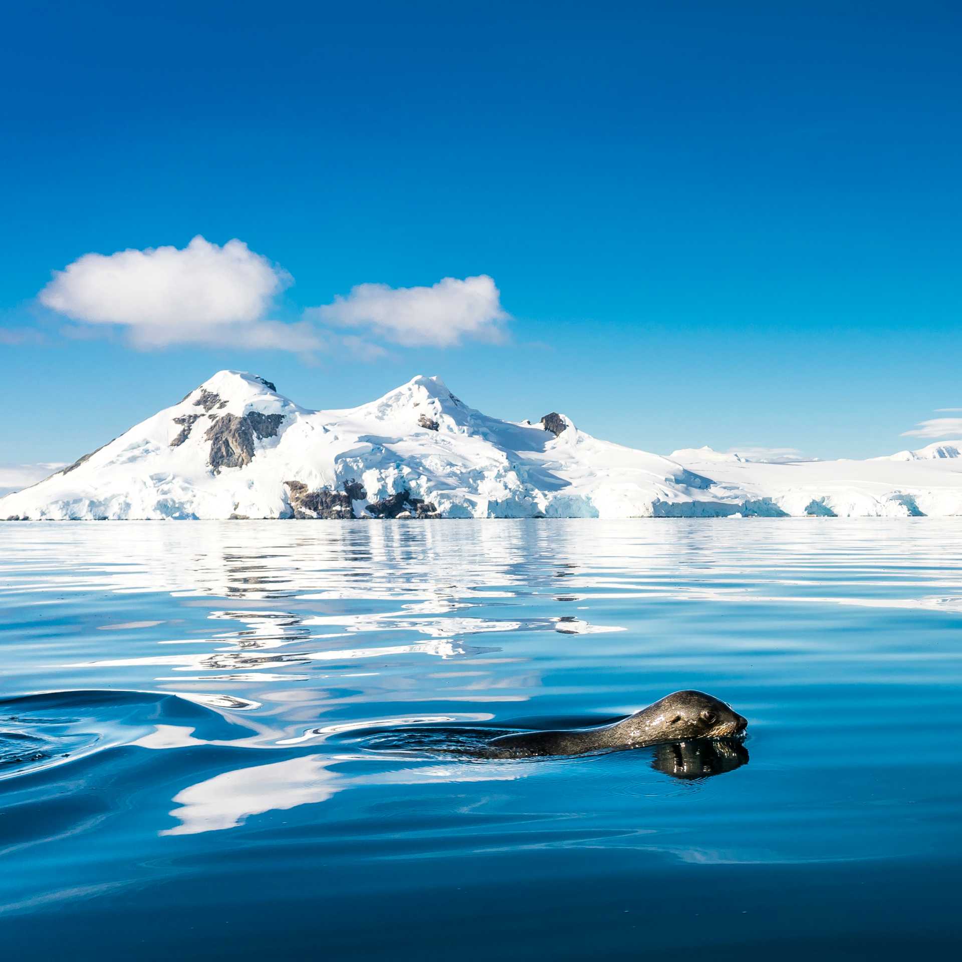 A fur seal navigates it's way gracefully across the cool Antarctic waters | Dietmar Denger