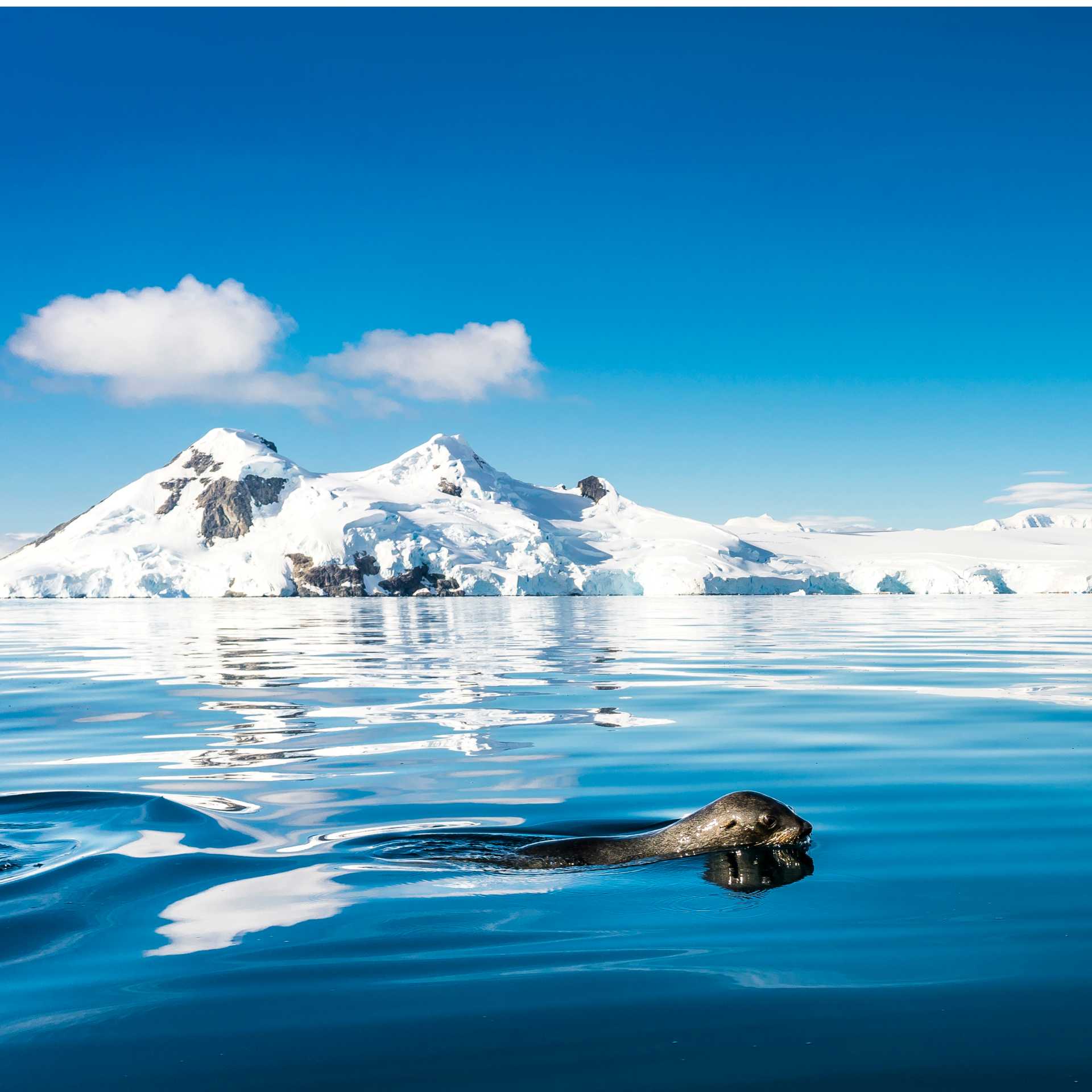A fur seal navigates it's way gracefully across the cool Antarctic waters | Dietmar Denger