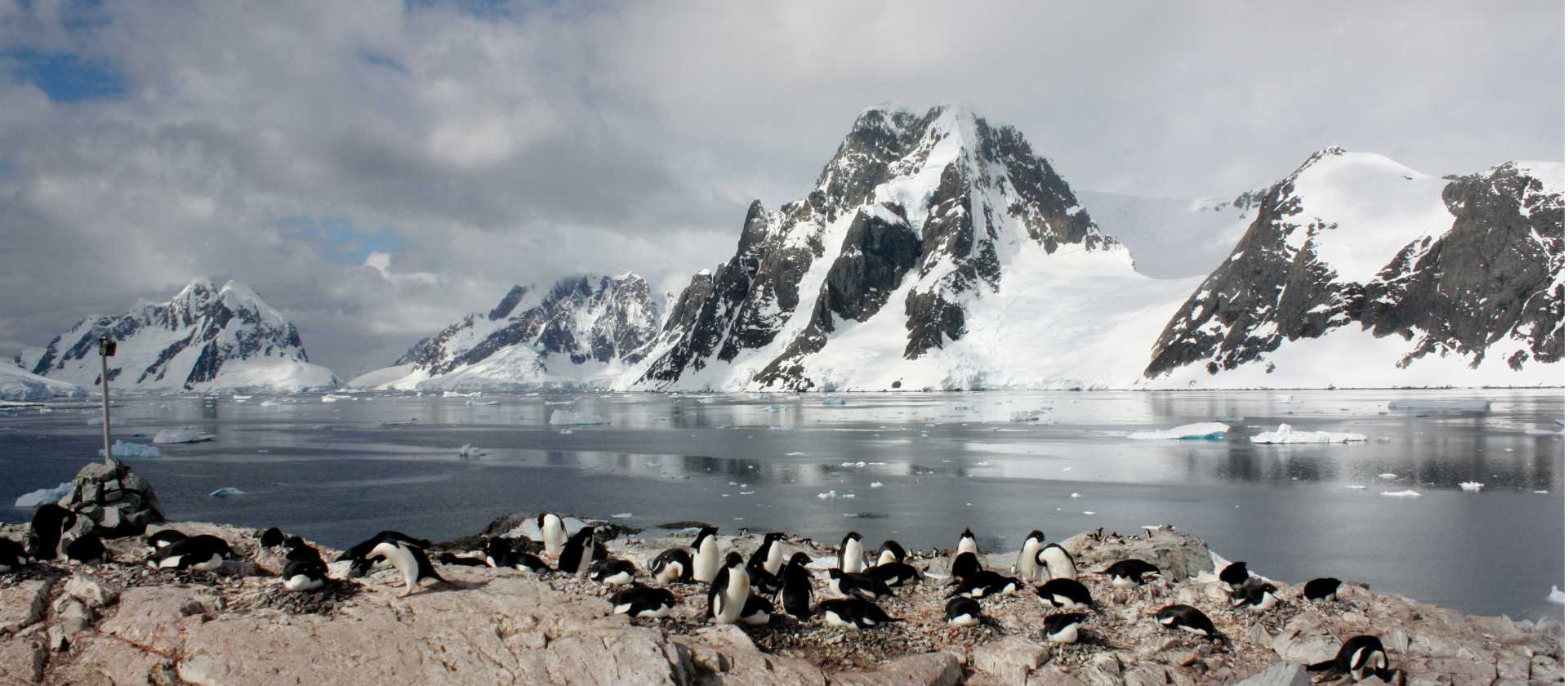 Penguins basking in ice, Western Antarctic Peninsula | Learna Cale