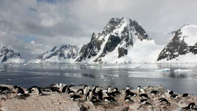 Penguins basking in ice, Western Antarctic Peninsula | Learna Cale