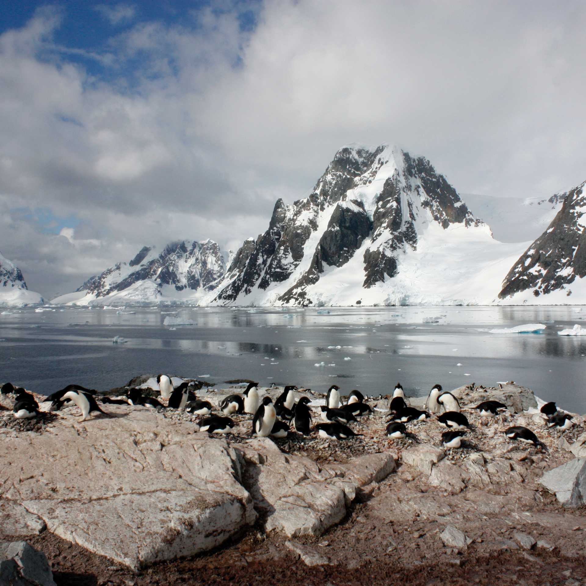 Penguins basking in ice, Western Antarctic Peninsula | Learna Cale
