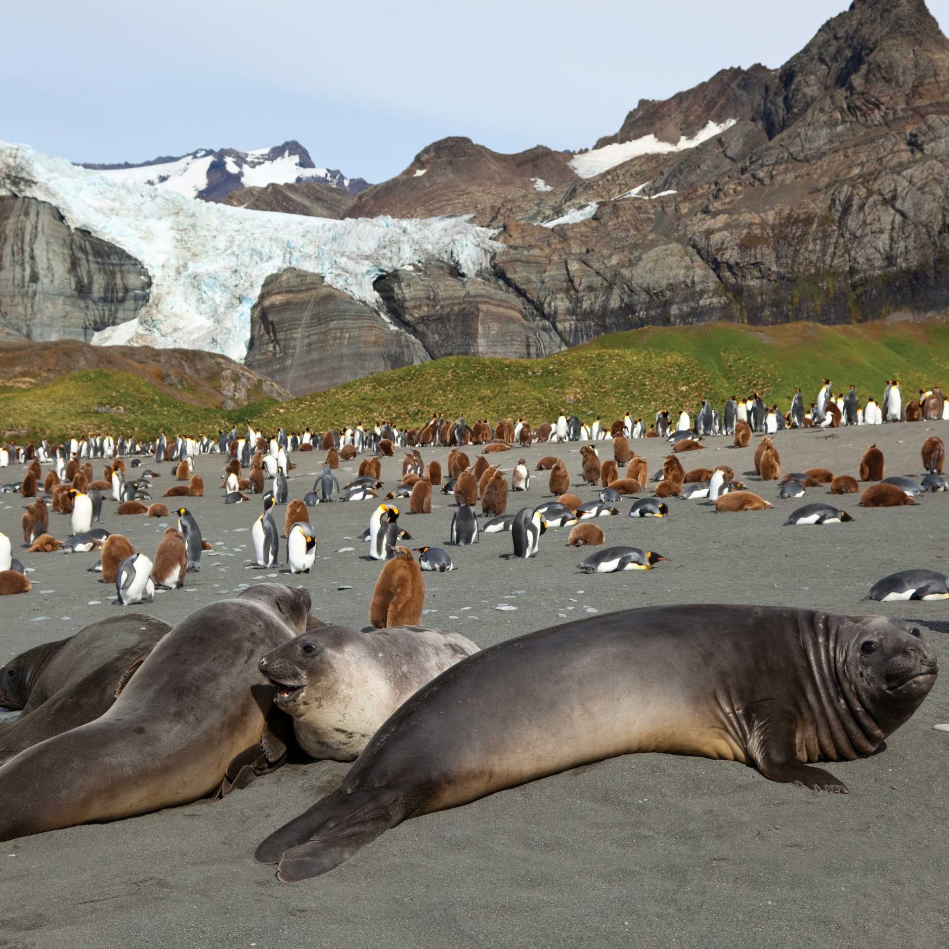 Antarctic wildlife at South Georgia | Peter Walton