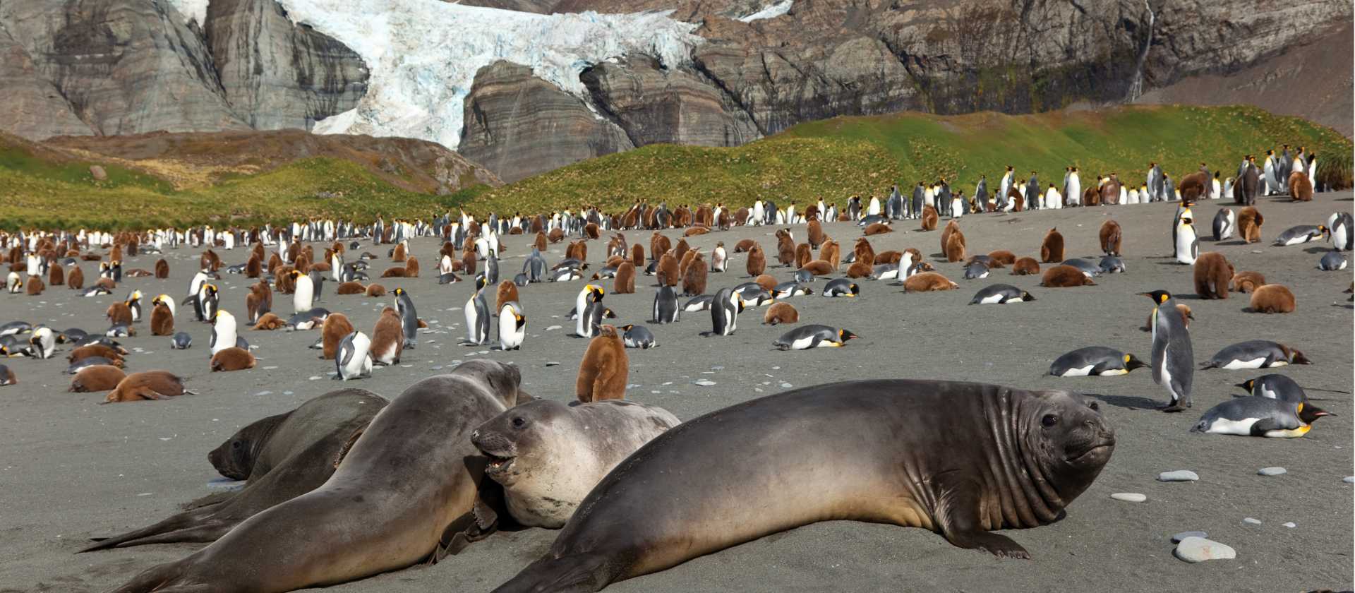 Antarctic wildlife at South Georgia | Peter Walton