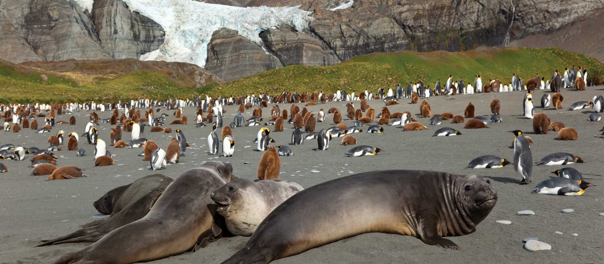 Antarctic wildlife at South Georgia | Peter Walton