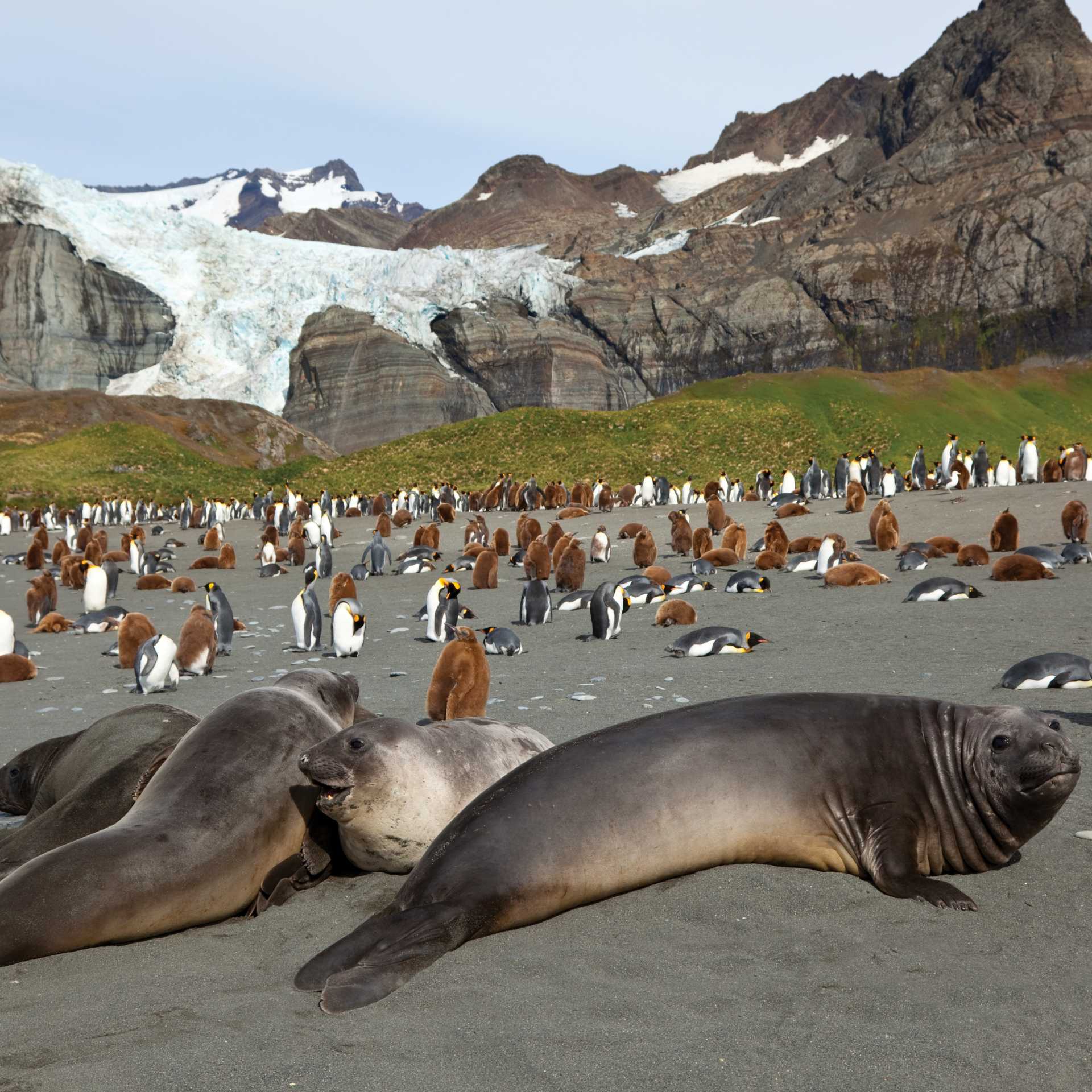 Antarctic wildlife at South Georgia | Peter Walton