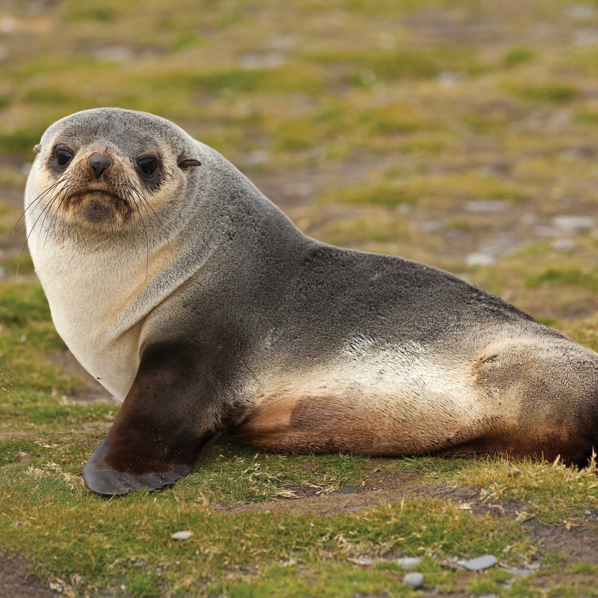 Young fur seal | Peter Walton