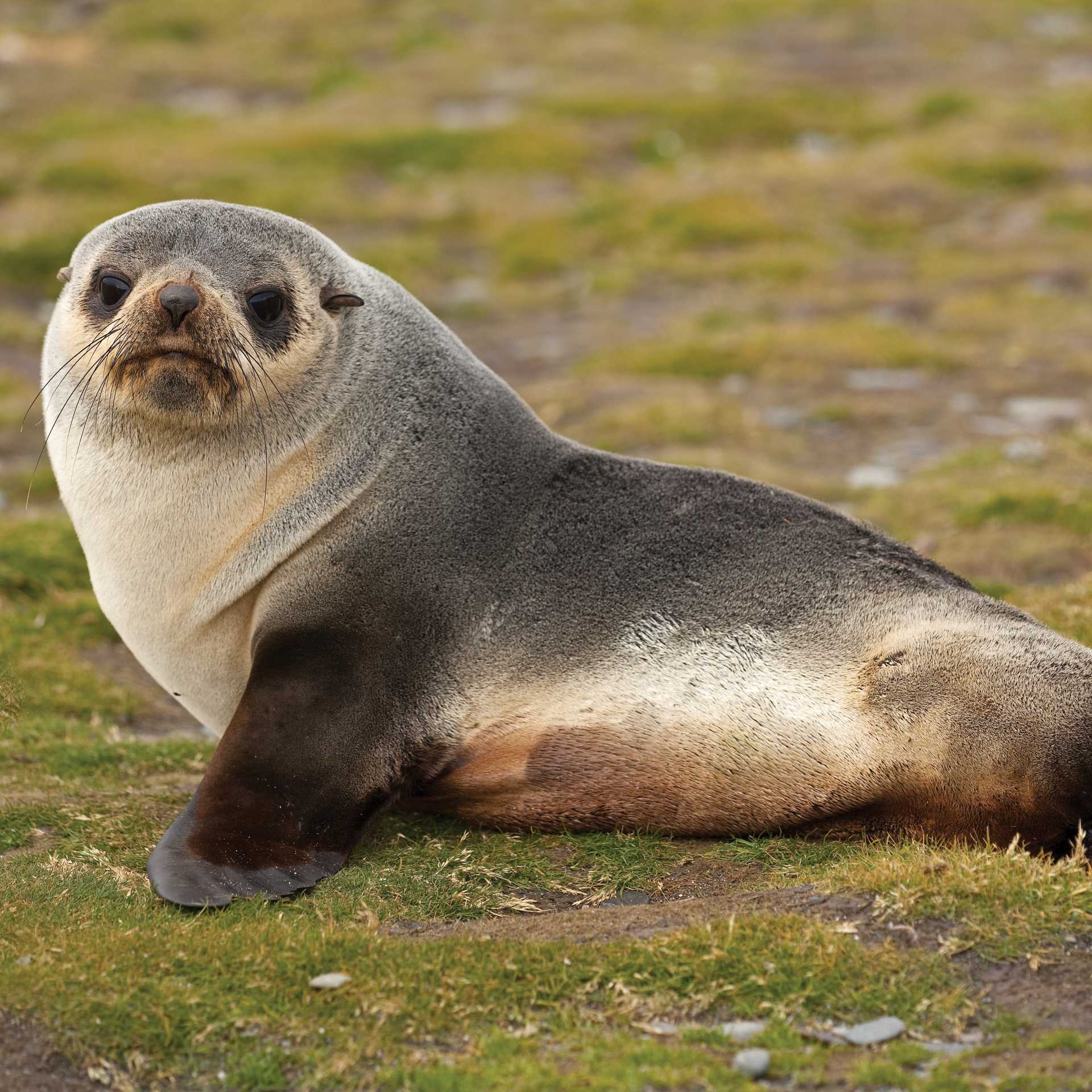 Young fur seal | Peter Walton