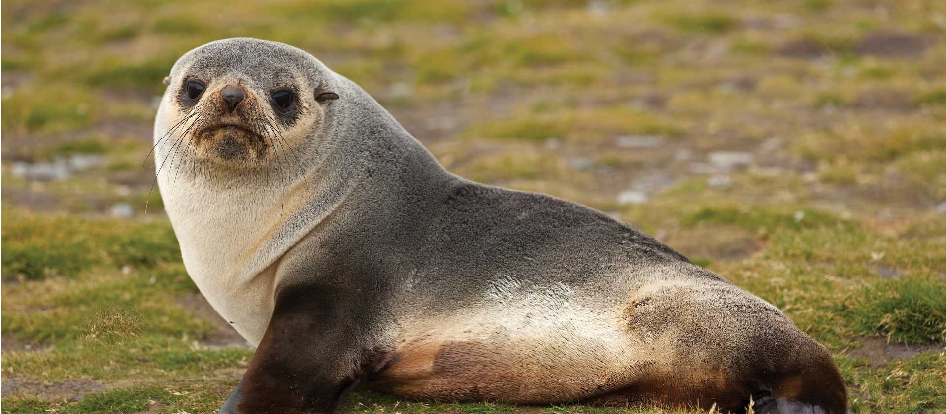 Young fur seal | Peter Walton