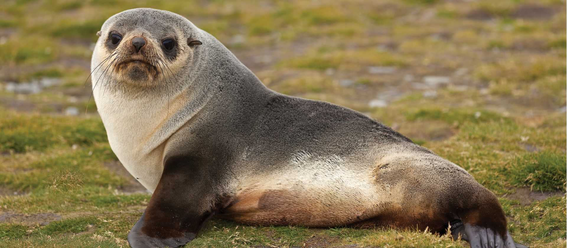 Young fur seal | Peter Walton
