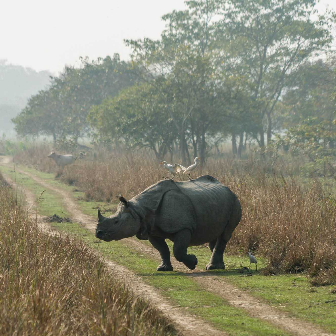 One-horned Rhino, Kaziranga National park