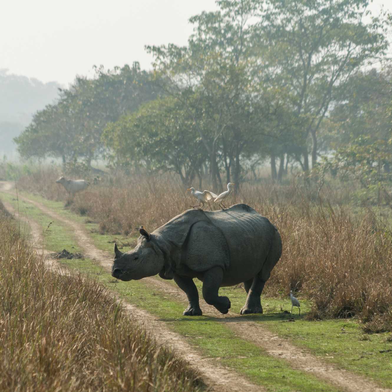 One-horned Rhino, Kaziranga National park