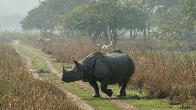 One-horned Rhino, Kaziranga National park