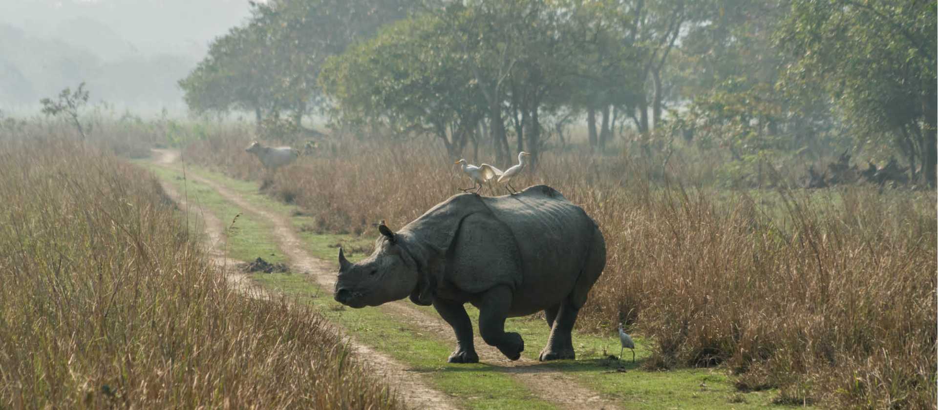 One-horned Rhino, Kaziranga National park