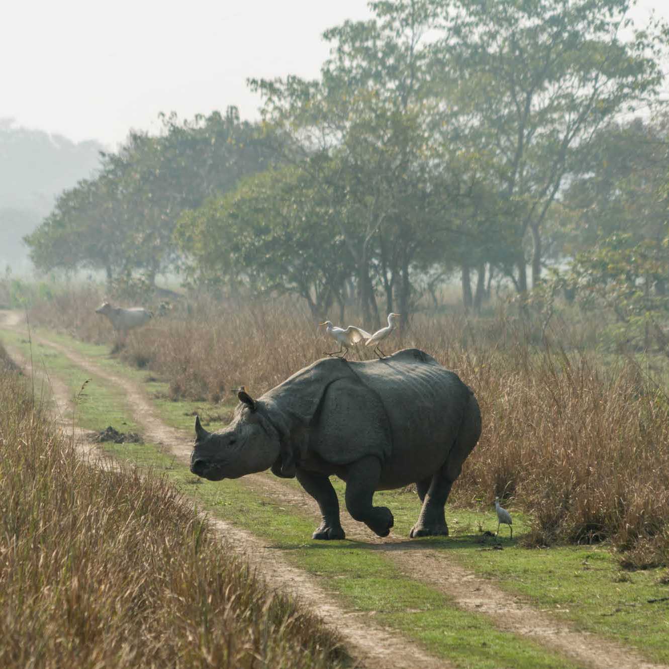 One-horned Rhino, Kaziranga National park