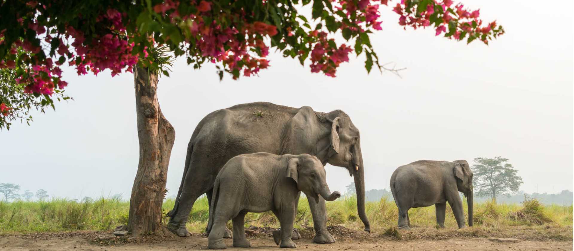 A family of elephants, Kaziranga National Park