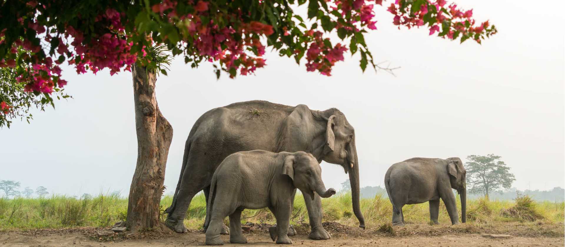 A family of elephants, Kaziranga National Park