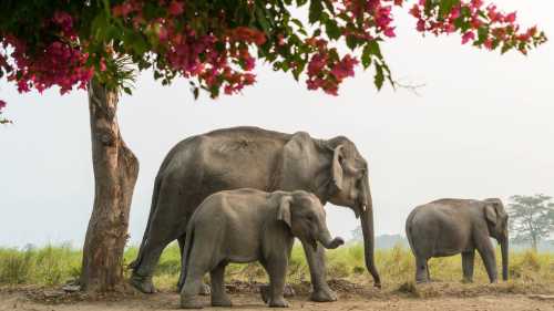 A family of elephants, Kaziranga National Park