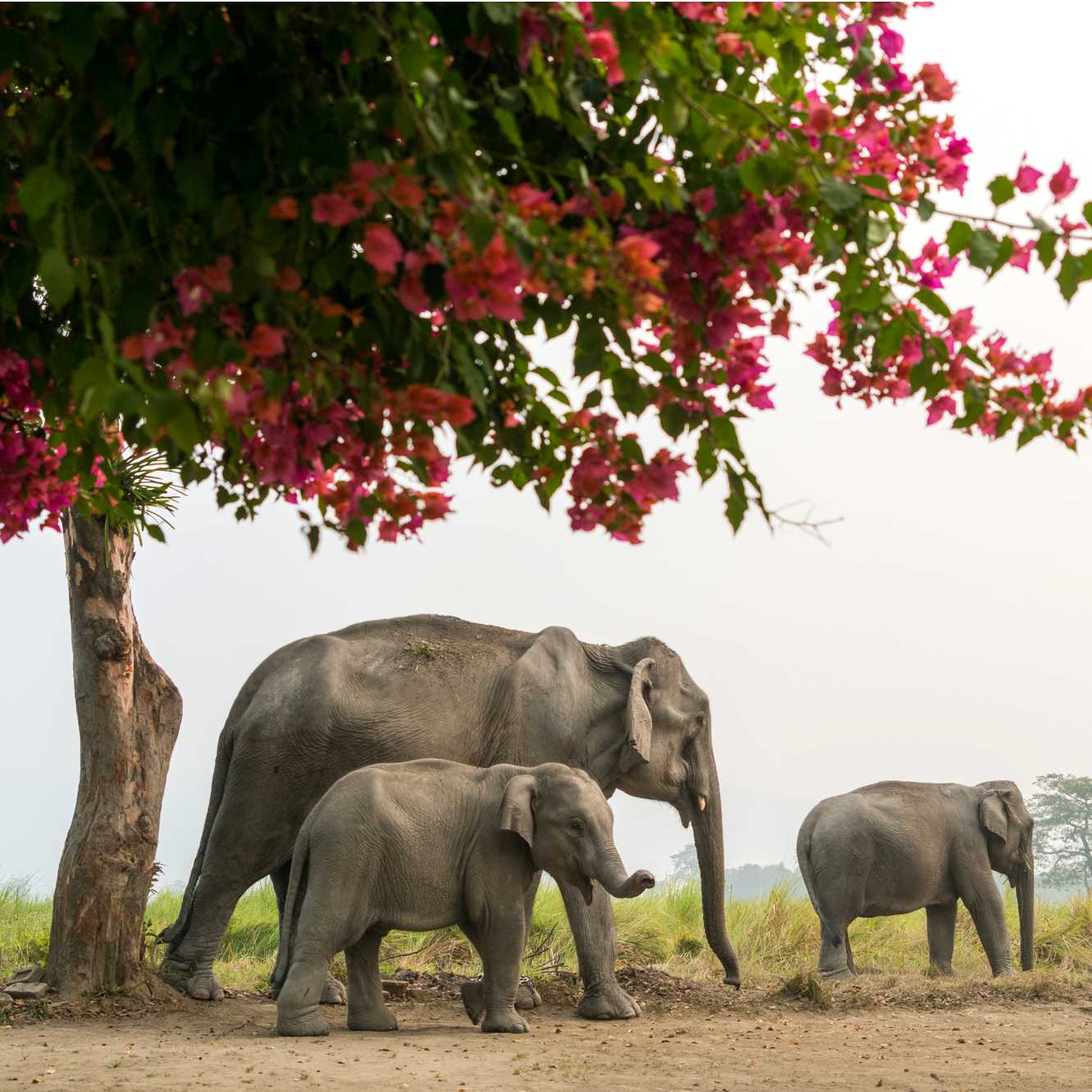 A family of elephants, Kaziranga National Park