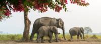 A family of elephants, Kaziranga National Park