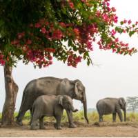 A family of elephants, Kaziranga National Park
