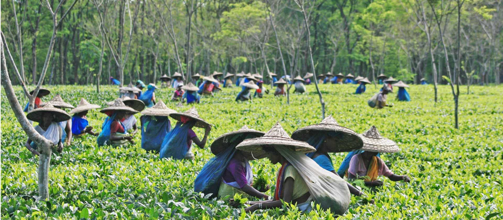 Tea is a major commodity in Assam