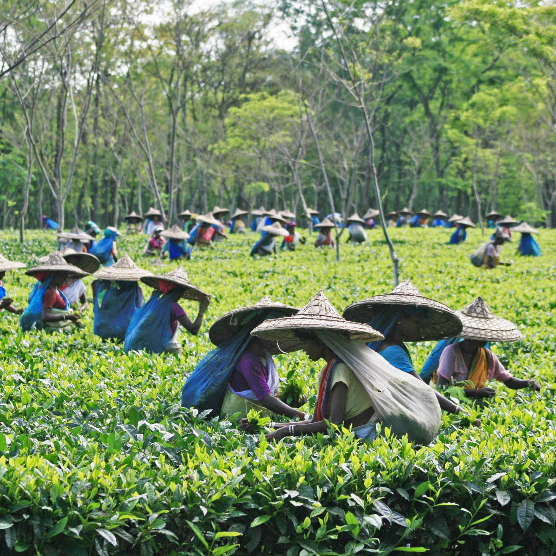 Tea is a major commodity in Assam