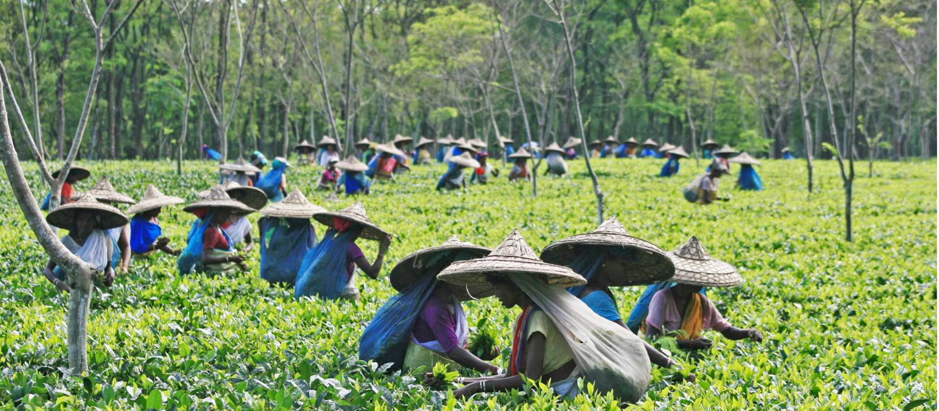 Tea is a major commodity in Assam
