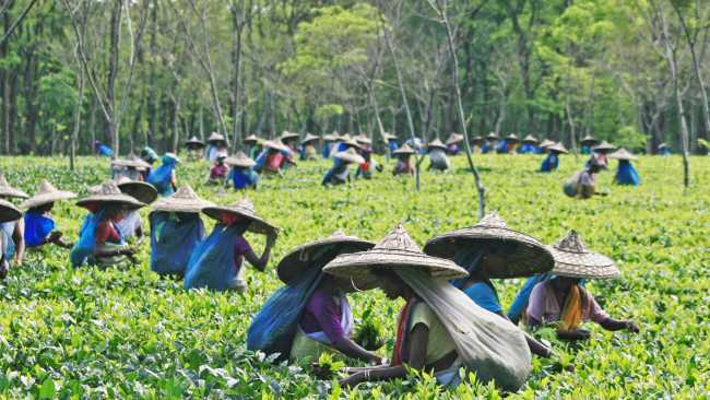Tea is a major commodity in Assam