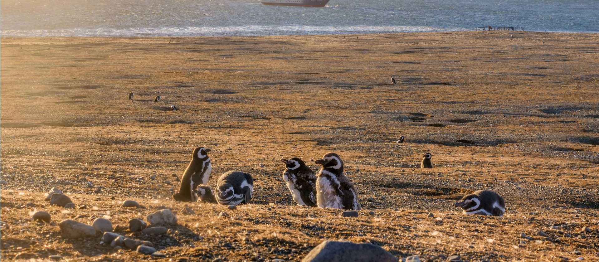 Magellanic penguins on Magdelena Island, Chile