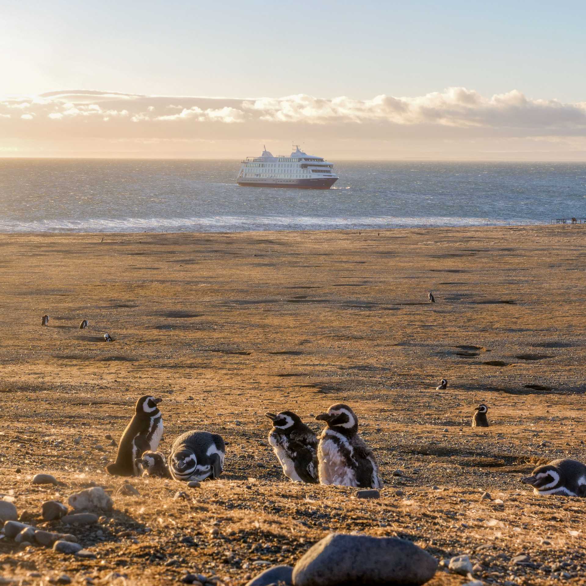 Magellanic penguins on Magdelena Island, Chile