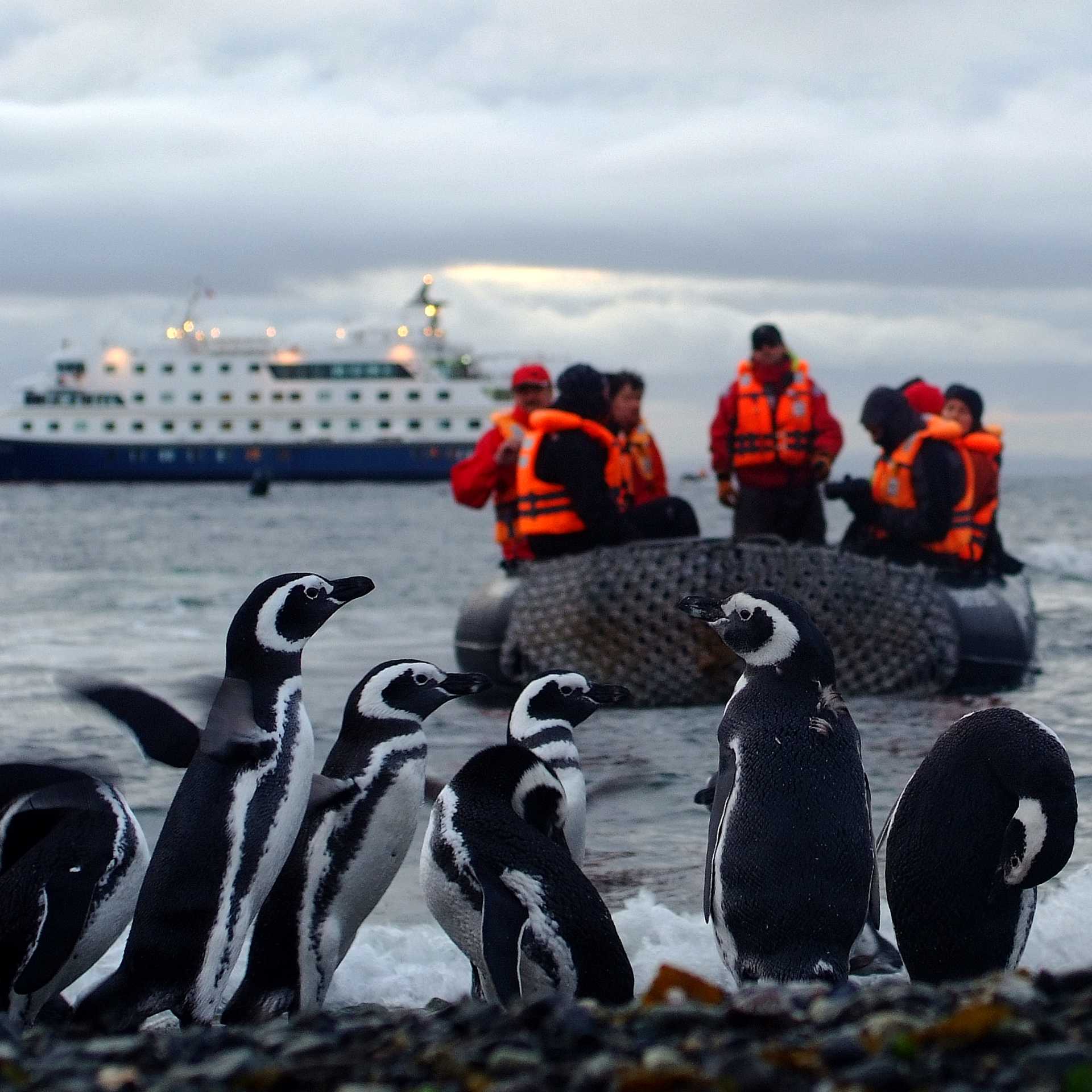 A group of penguins on our cruise to Cape Horne