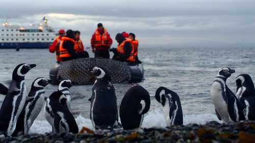 A group of penguins on our cruise to Cape Horne