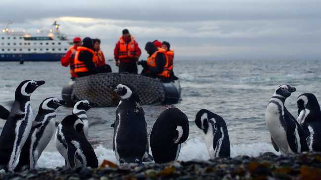 A group of penguins on our cruise to Cape Horne