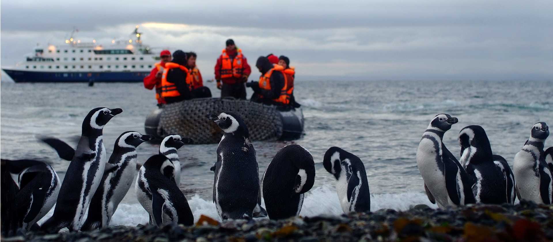 A group of penguins on our cruise to Cape Horne