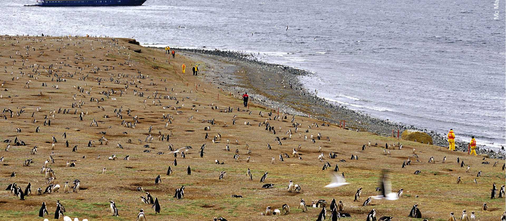 Penguins on Magdalena Island