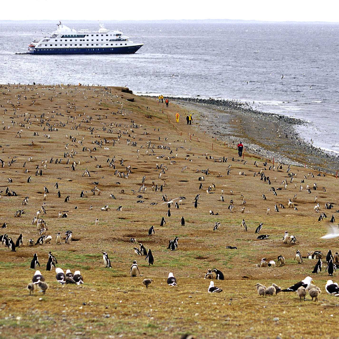 Penguins on Magdalena Island