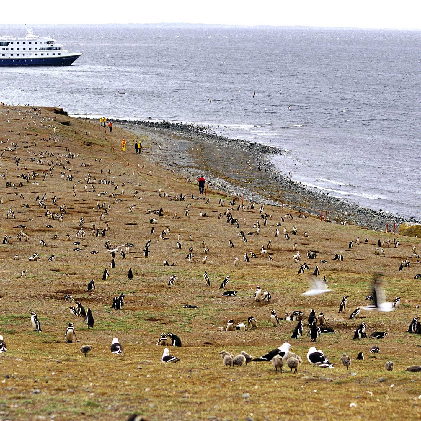 Penguins on Magdalena Island