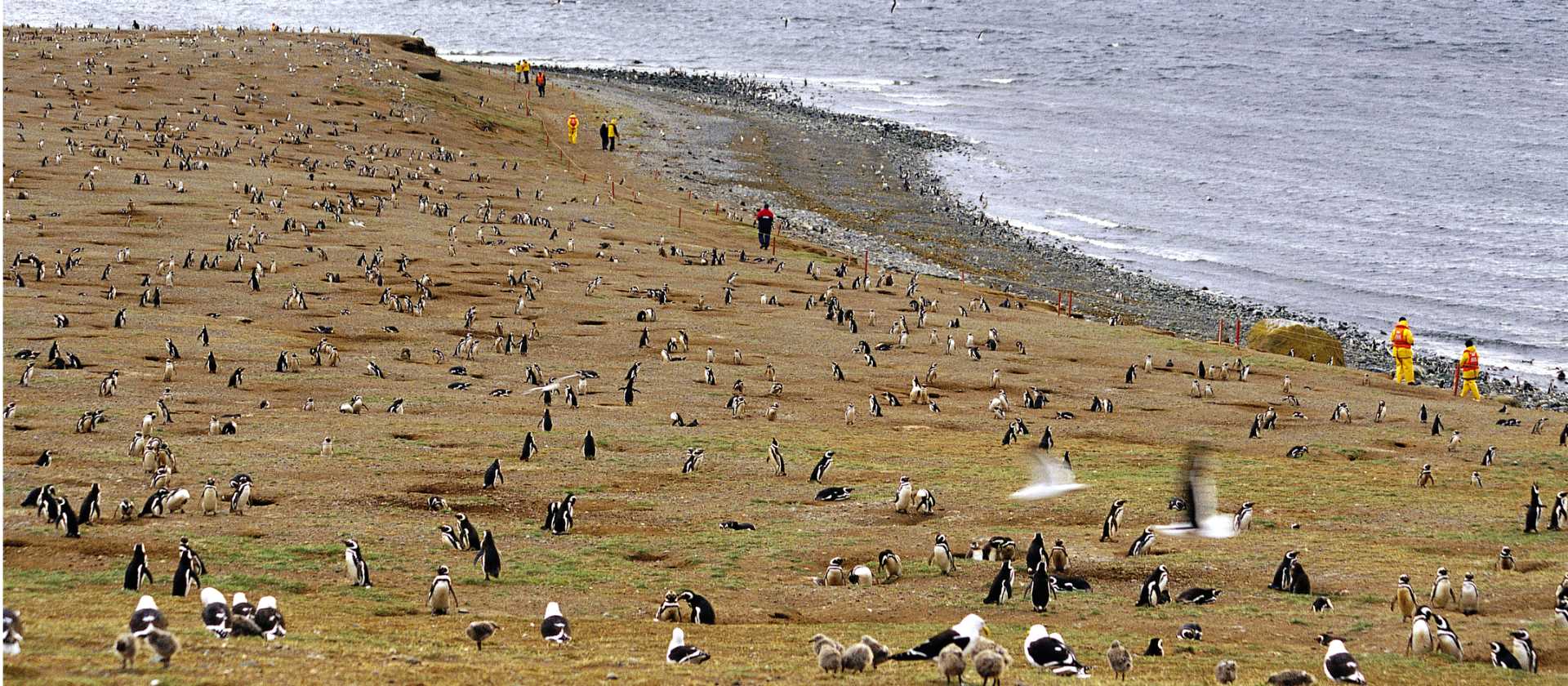 Penguins on Magdalena Island
